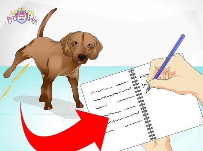 Nghiên cứu thói quen đi vệ sinh của chó