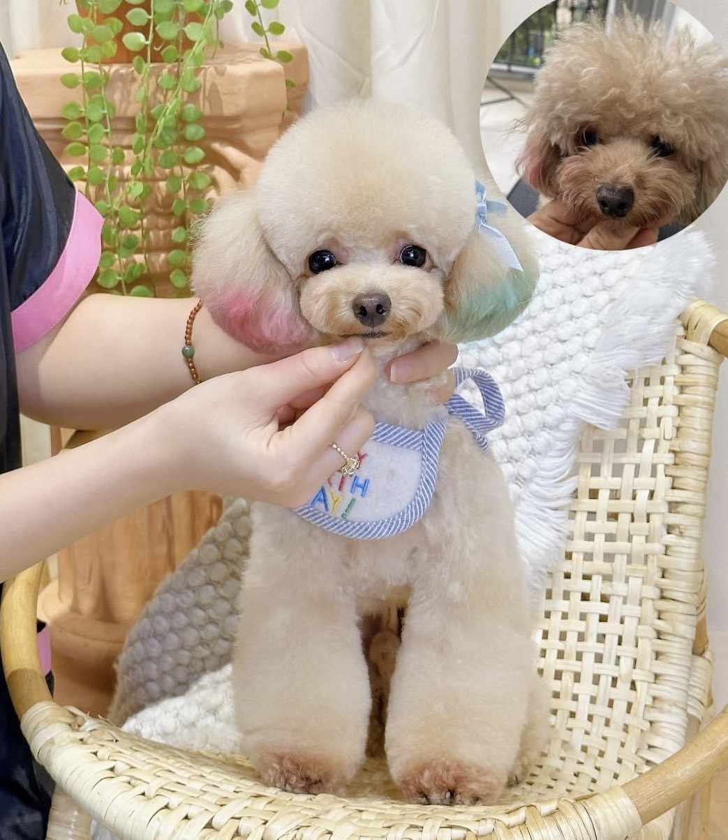 Đặc điểm và nguồn gốc của chú chó Poodle