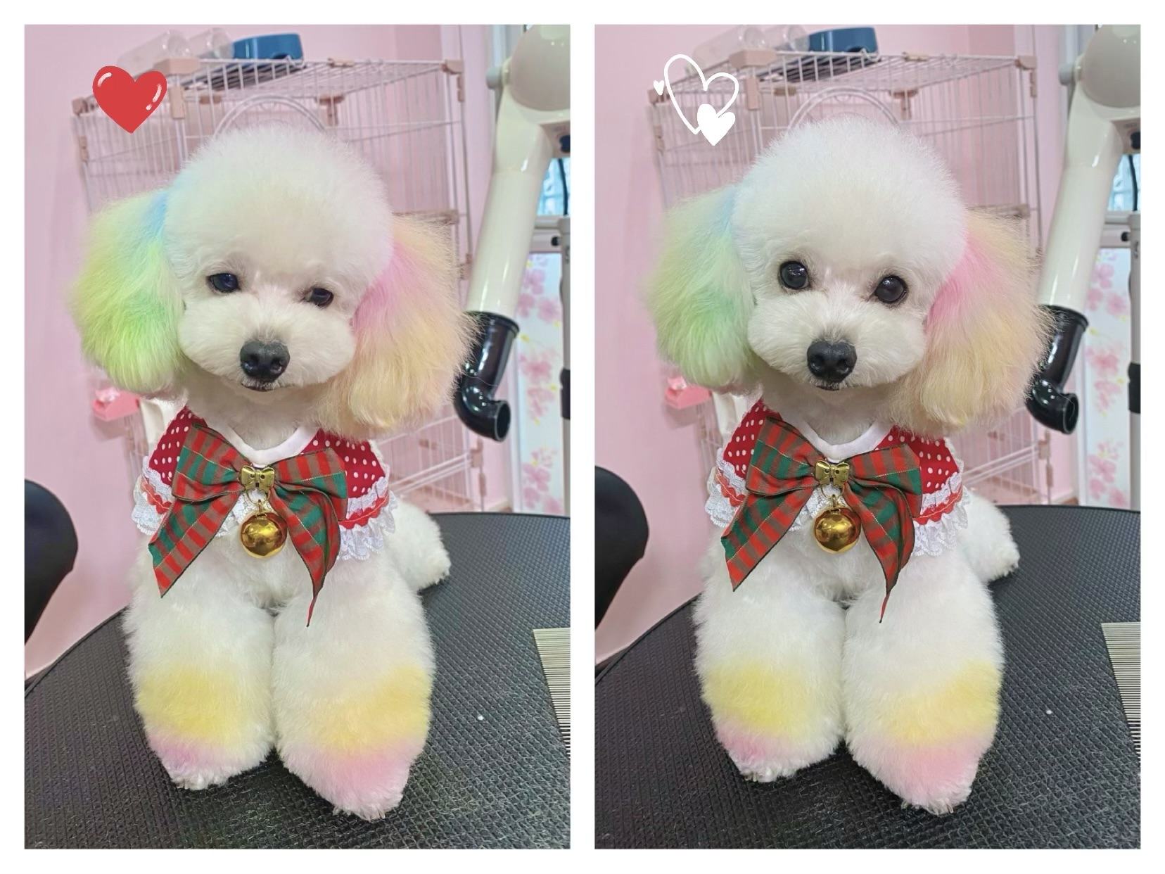Hướng dẫn cách nuôi chó Poodle