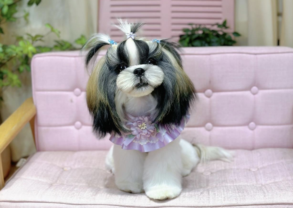 Những Điều Bạn Nên Biết Trước Khi Quyết Định Nhận Nuôi 1 Chú Mèo