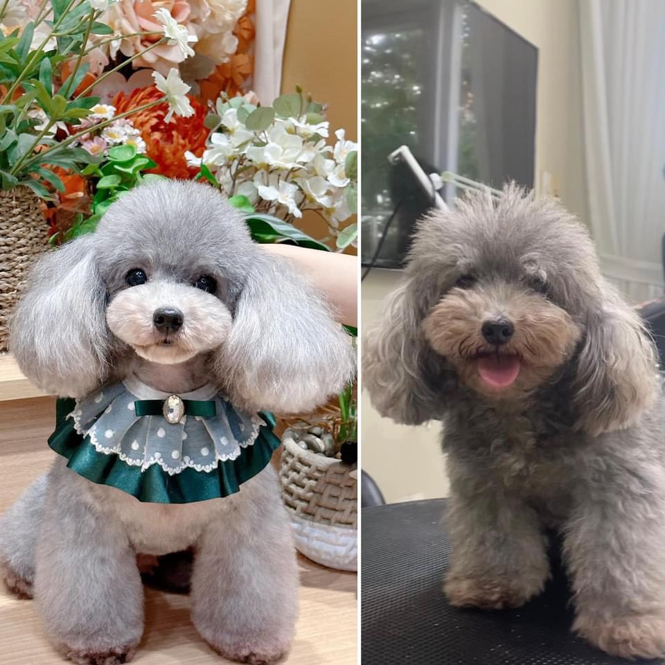 cắt tỉa lông cho poodle