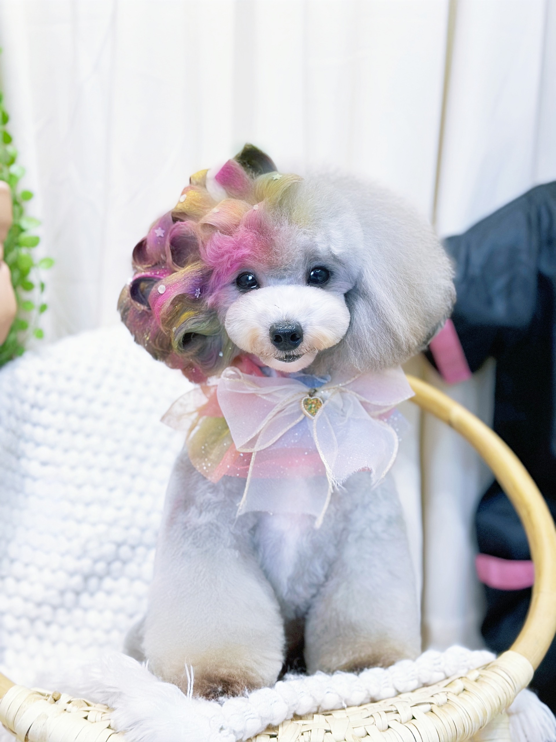 Dịch vụ cắt tỉa lông cho chó, mèo