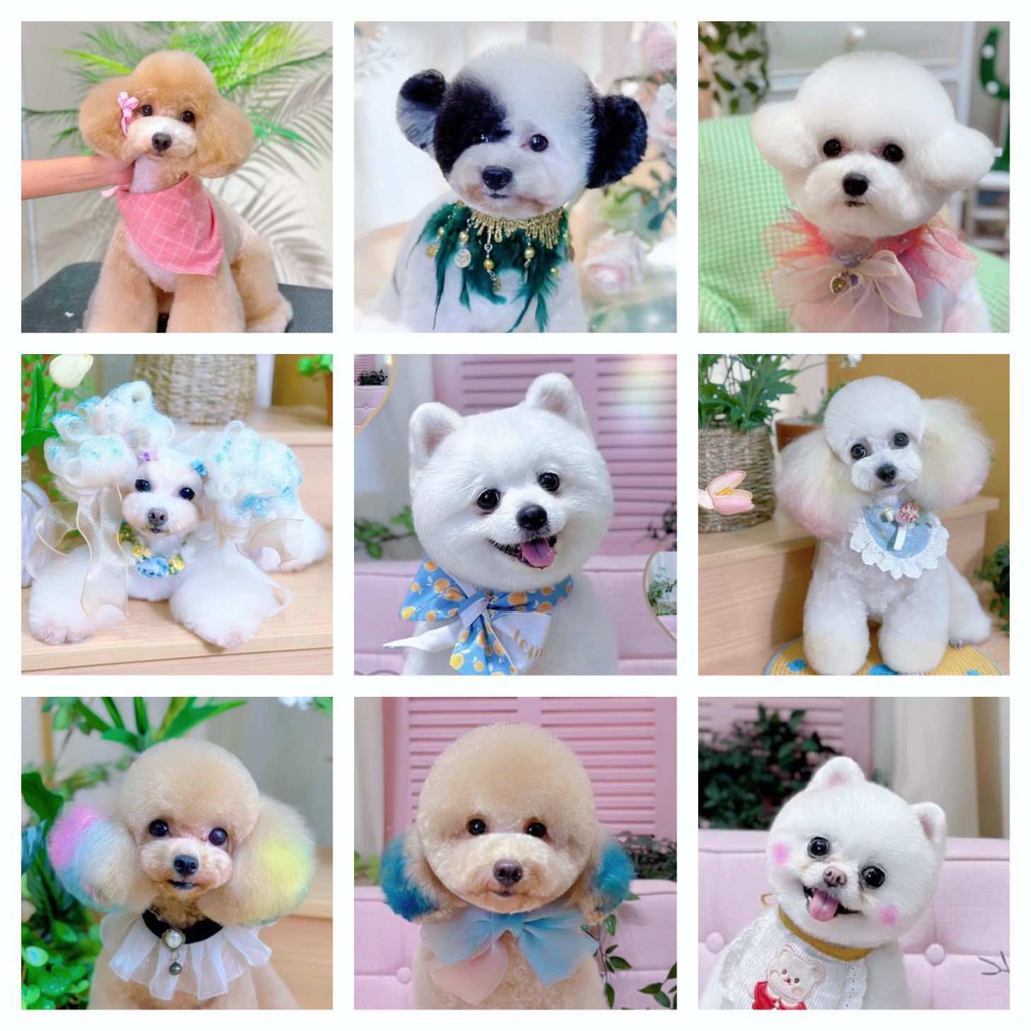 cắt tỉa lông chó mèo