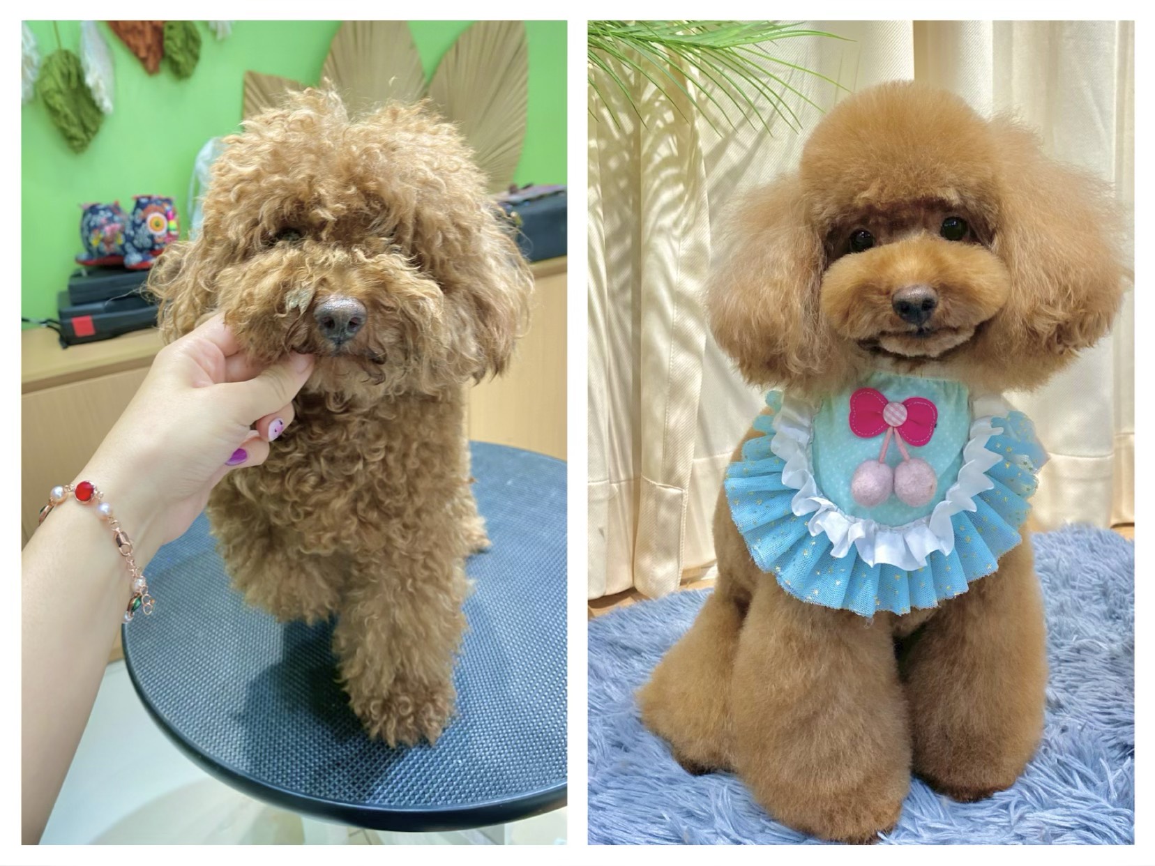 Cách tẩy giun cho chó tại nhà đúng cách