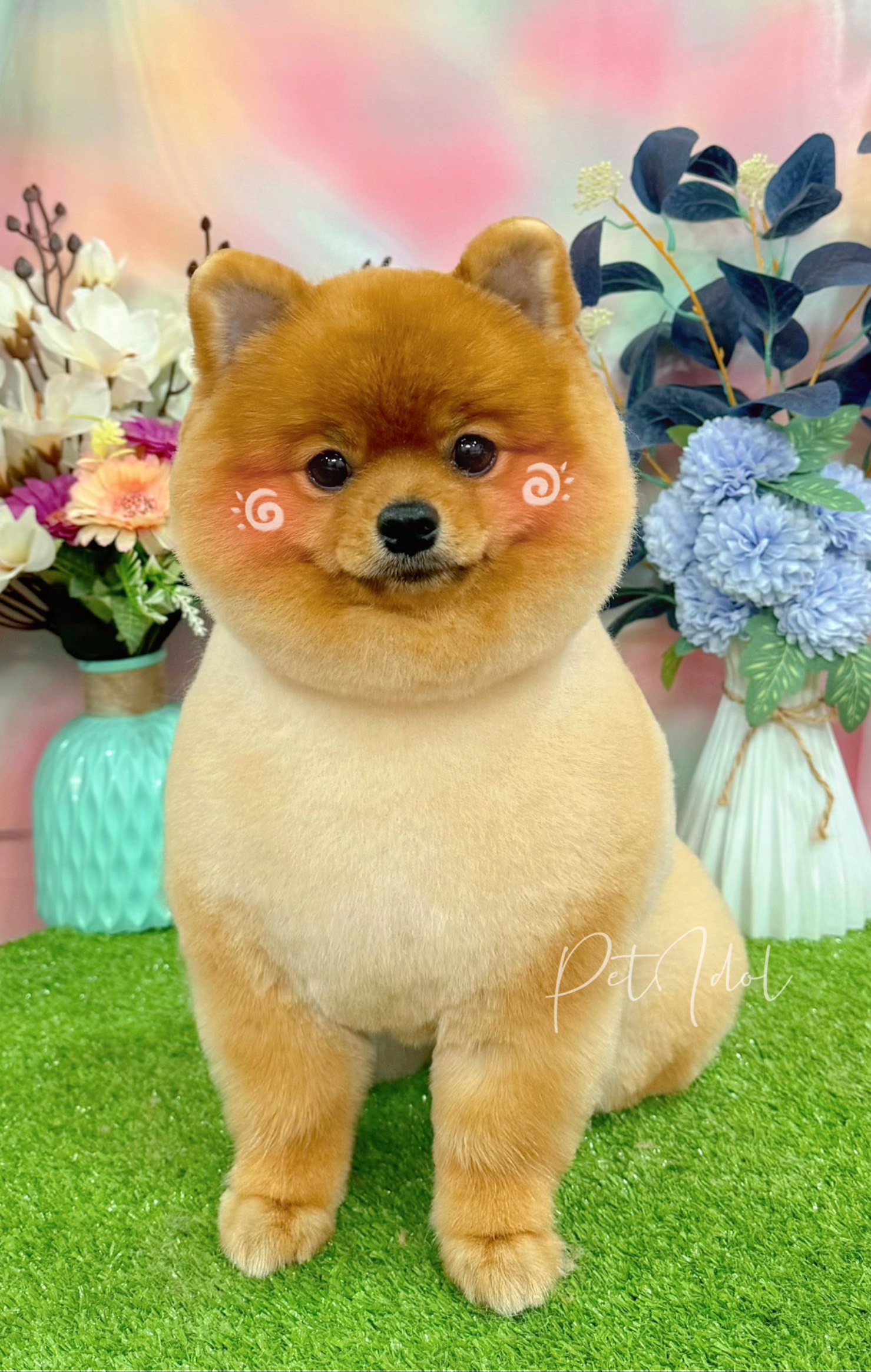 chó bị co giật tại nhà