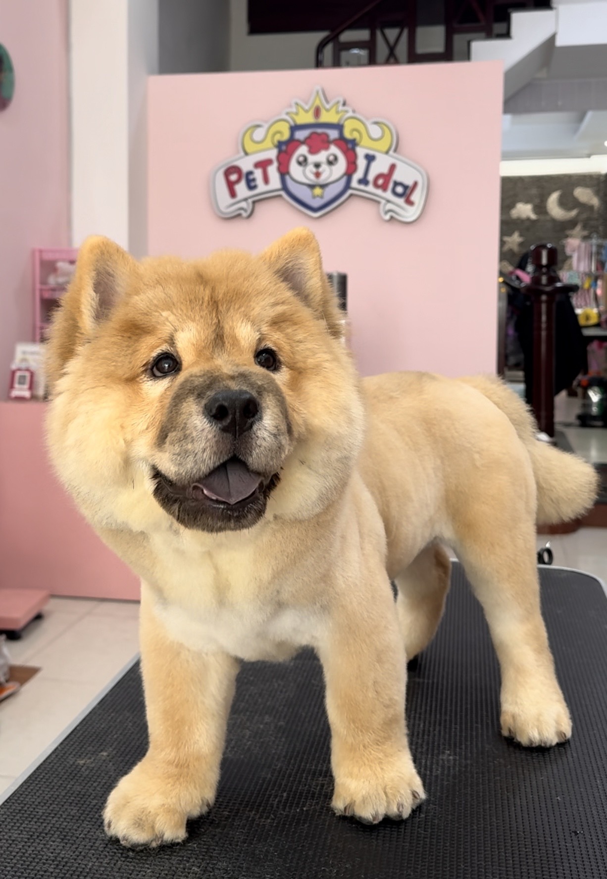 Chó bị chướng bụng không đi ngoài được