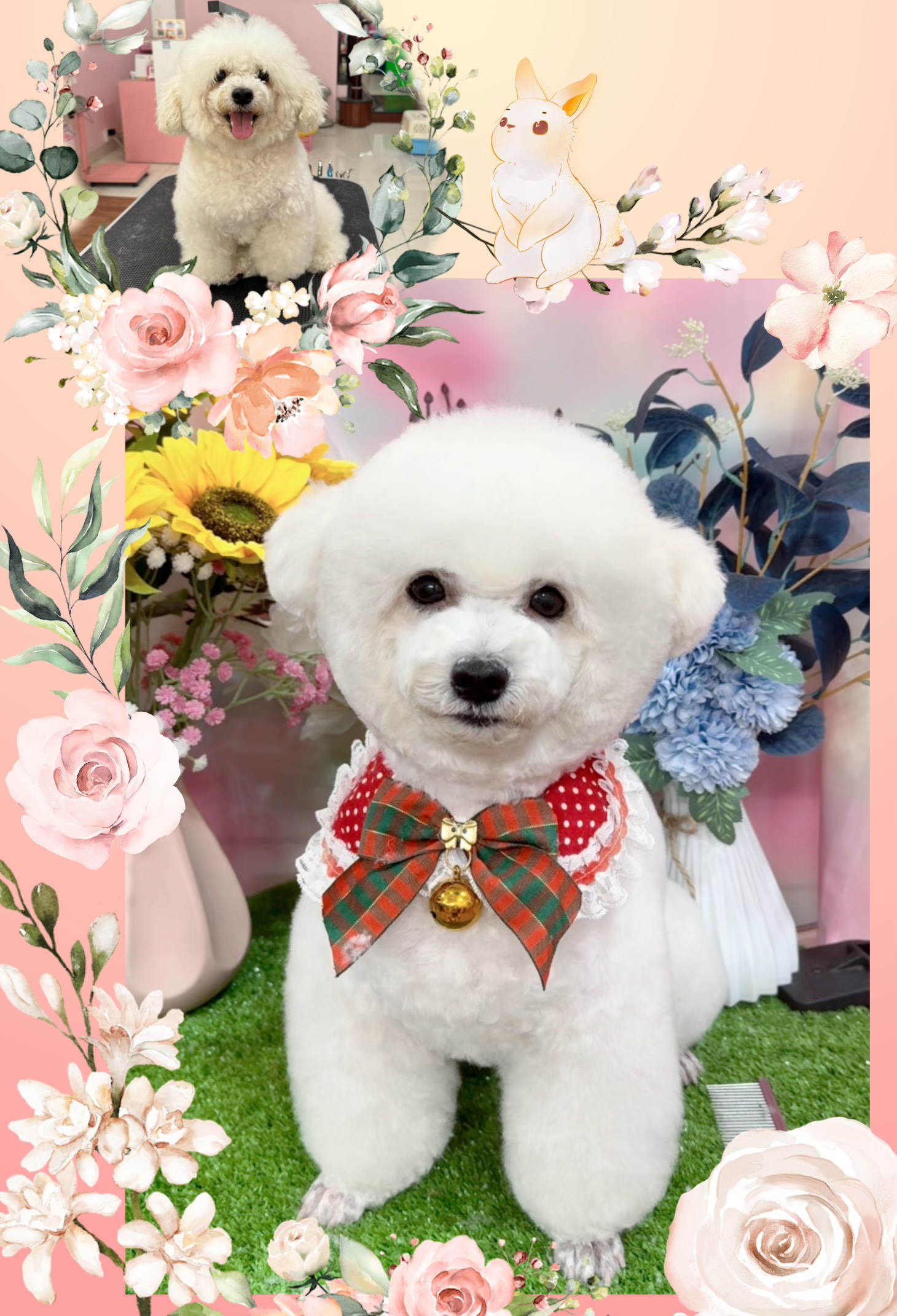 Hướng dẫn cách trị nấm cho chó đơn giản tại nhà mà hiệu quả