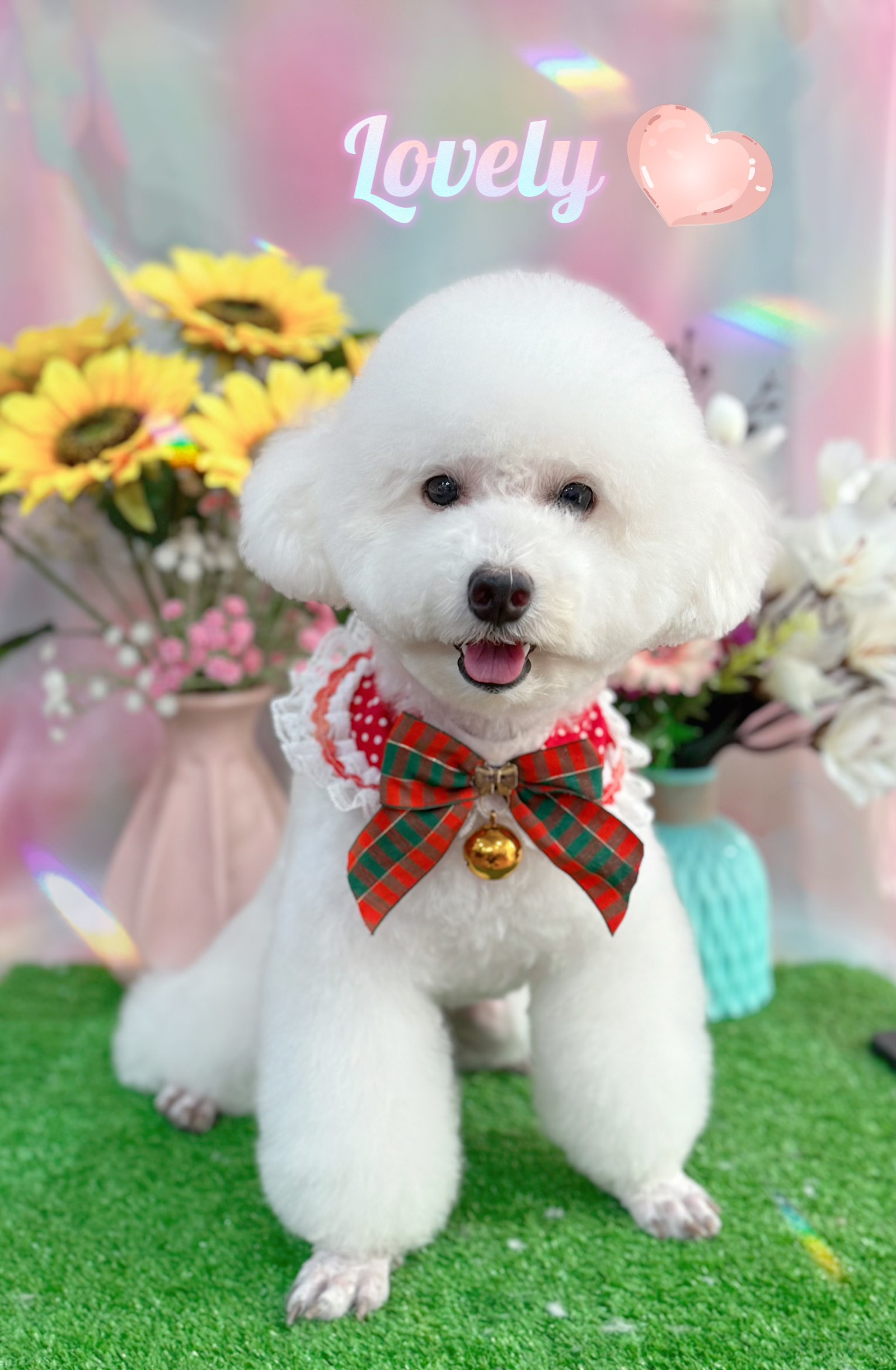 chó bị co giật tại nhà