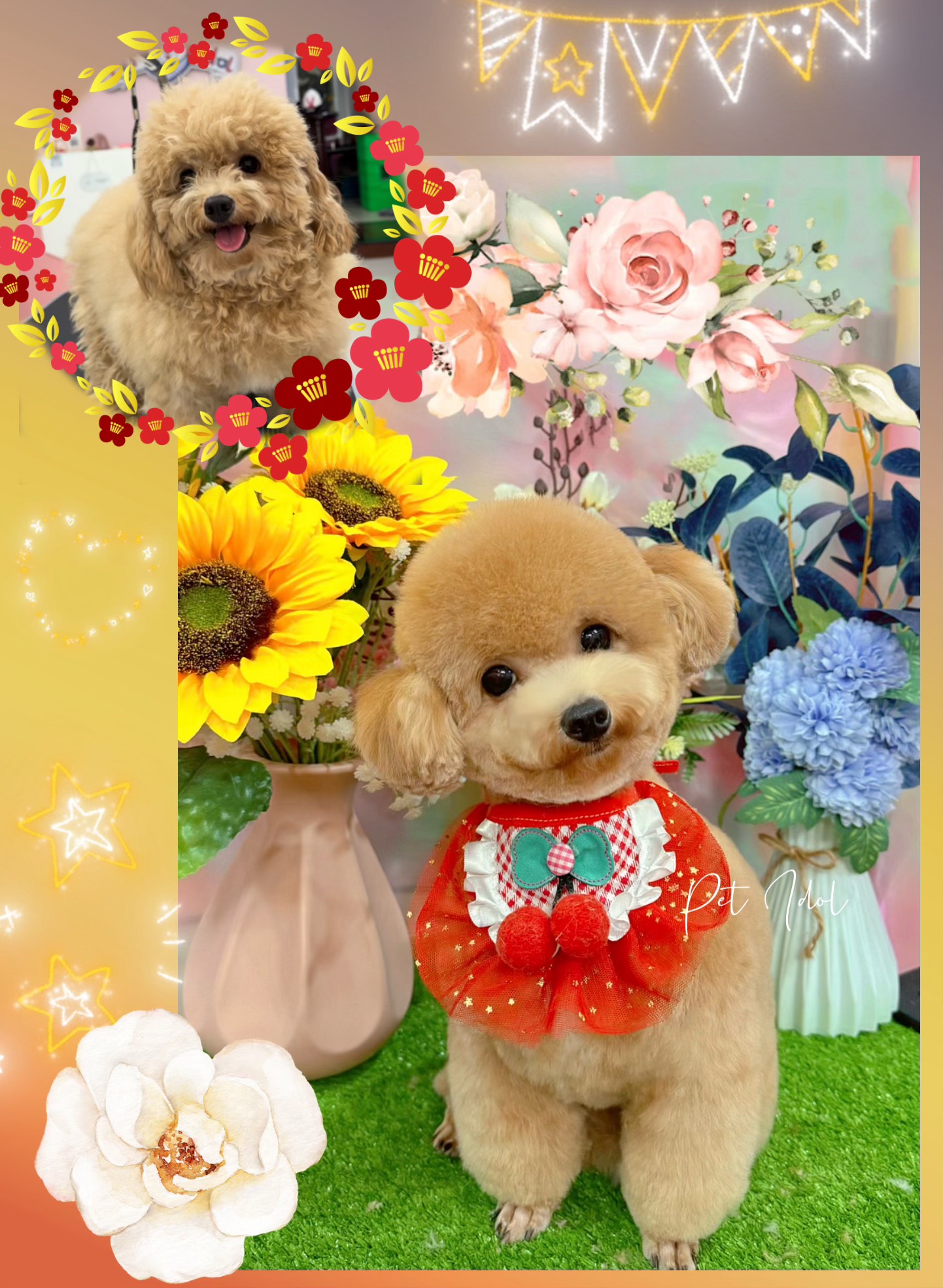 Cách chữa chó bị ho khạc tại nhà sao cho hiệu quả