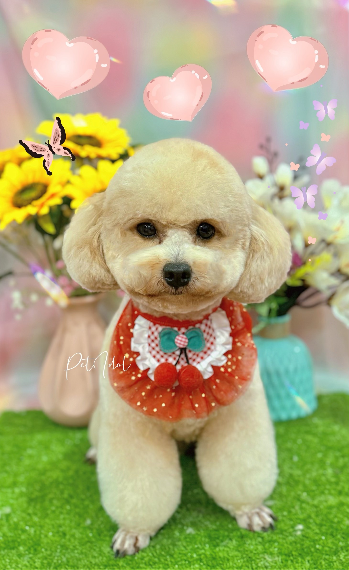 chó bị co giật tại nhà