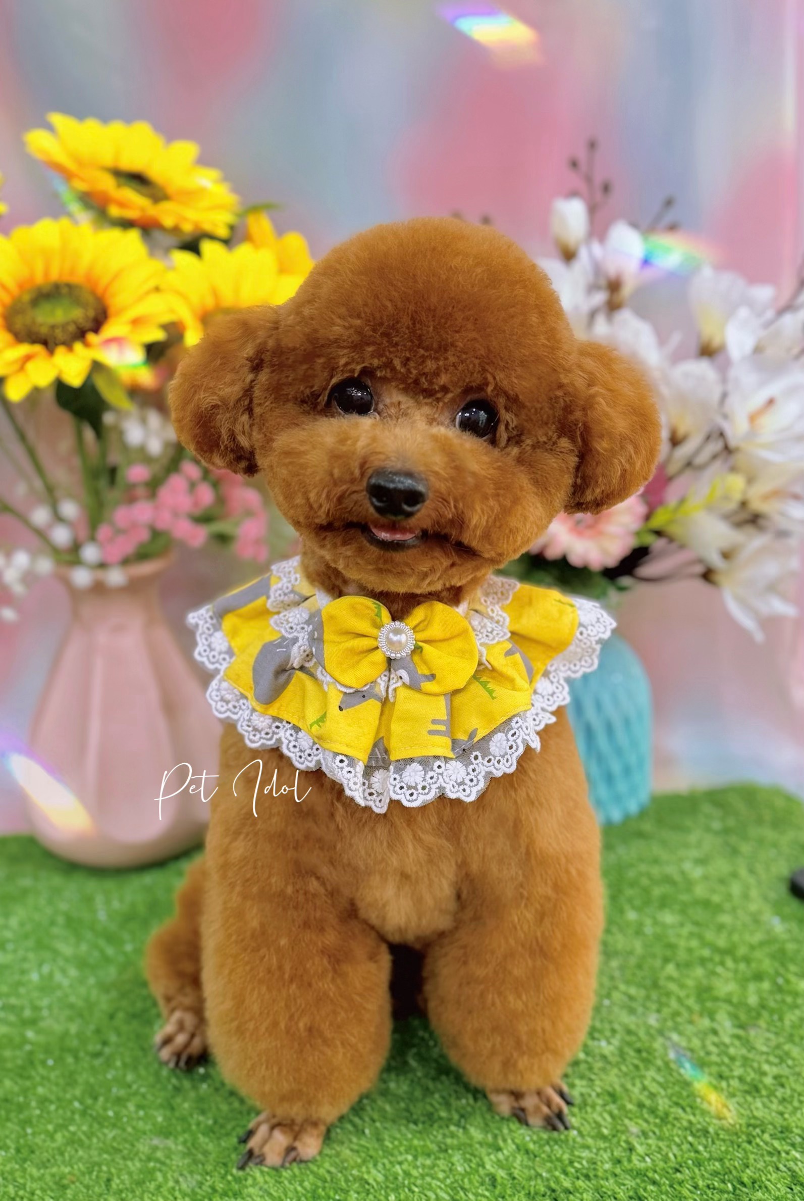 chó bị co giật tại nhà