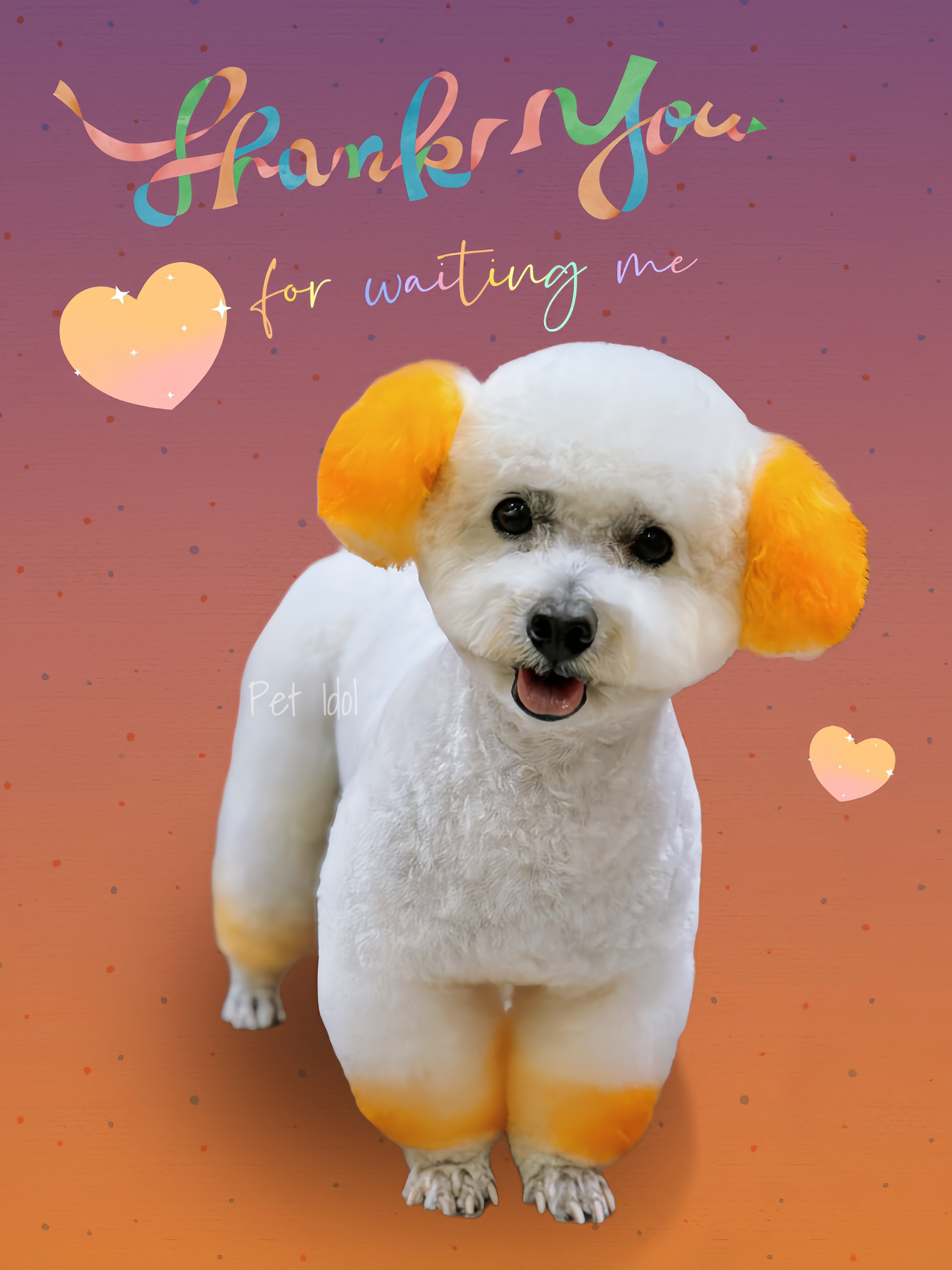 cách trị nấm cho chó