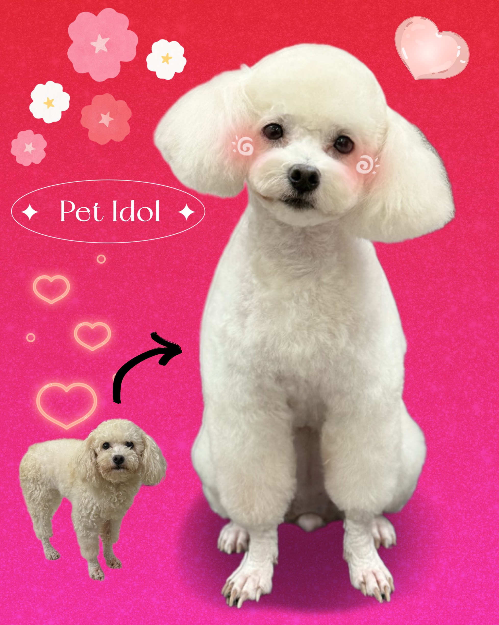 chó bị co giật tại nhà