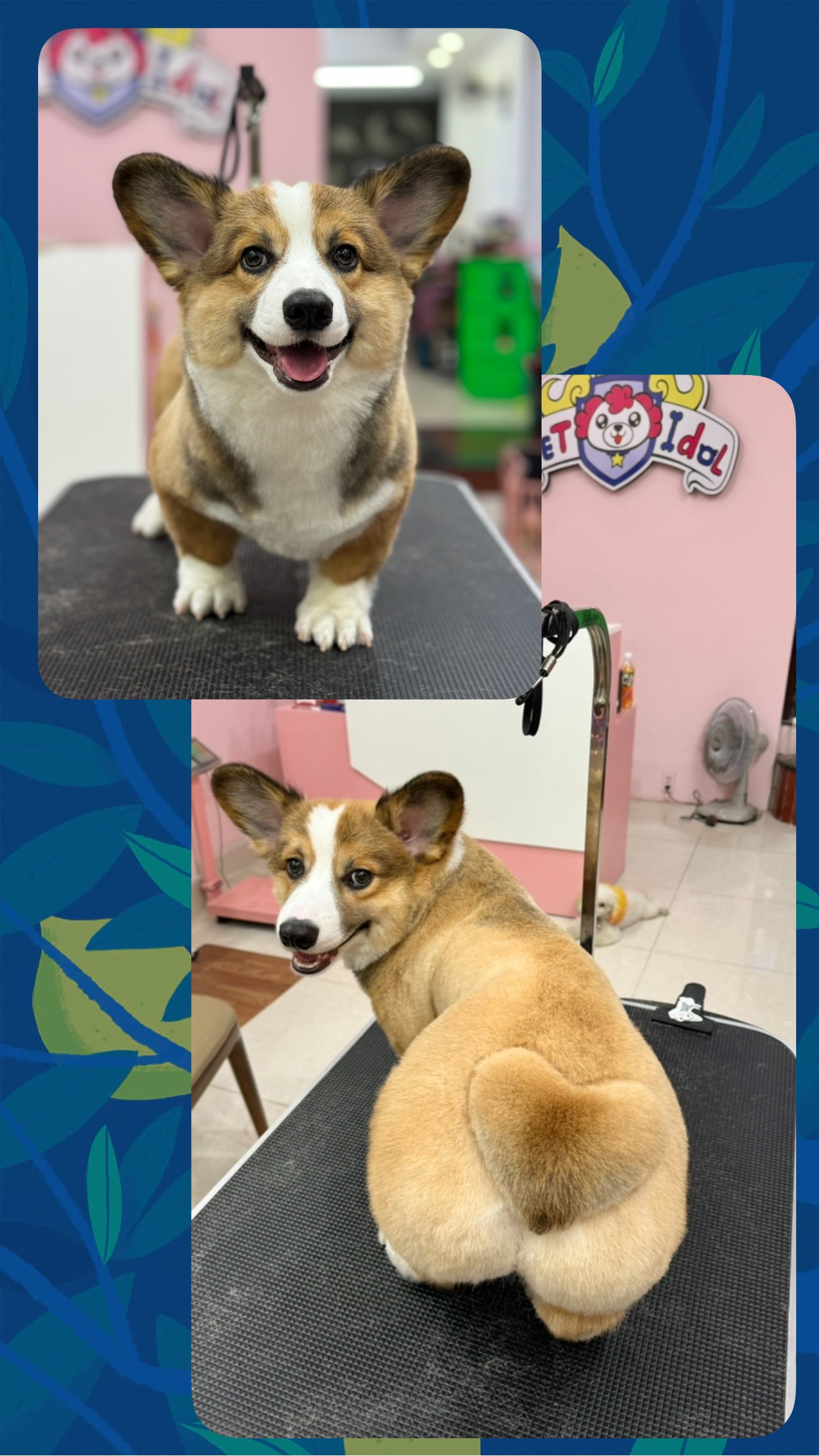 cách trị nấm cho chó