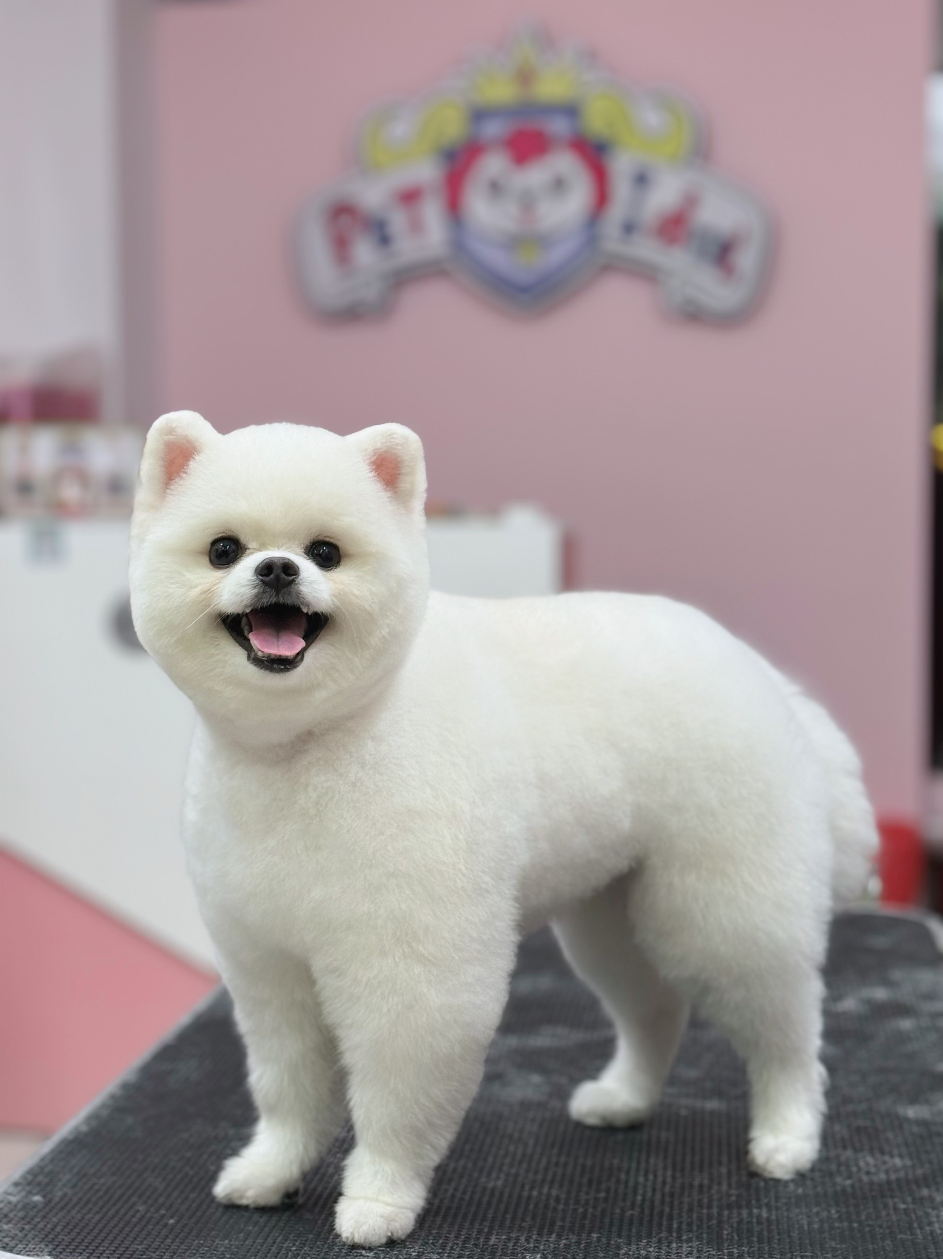 cách trị nấm cho chó