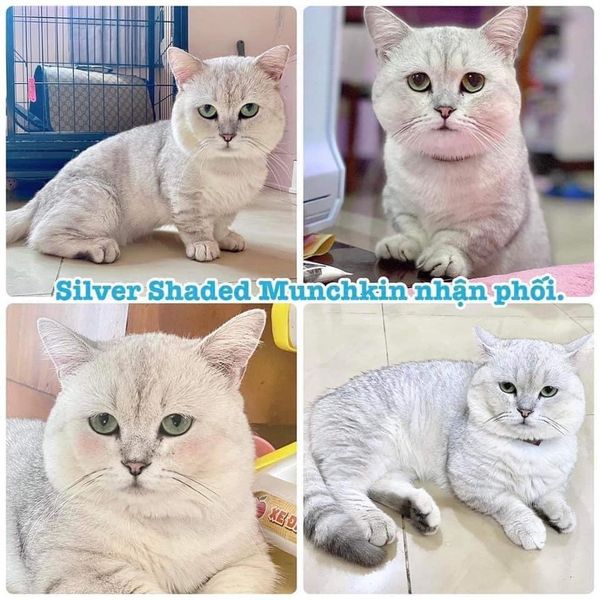 Vì sao chó sau khi phối giống vẫn ra máu? Giải đáp chi tiết [2024]