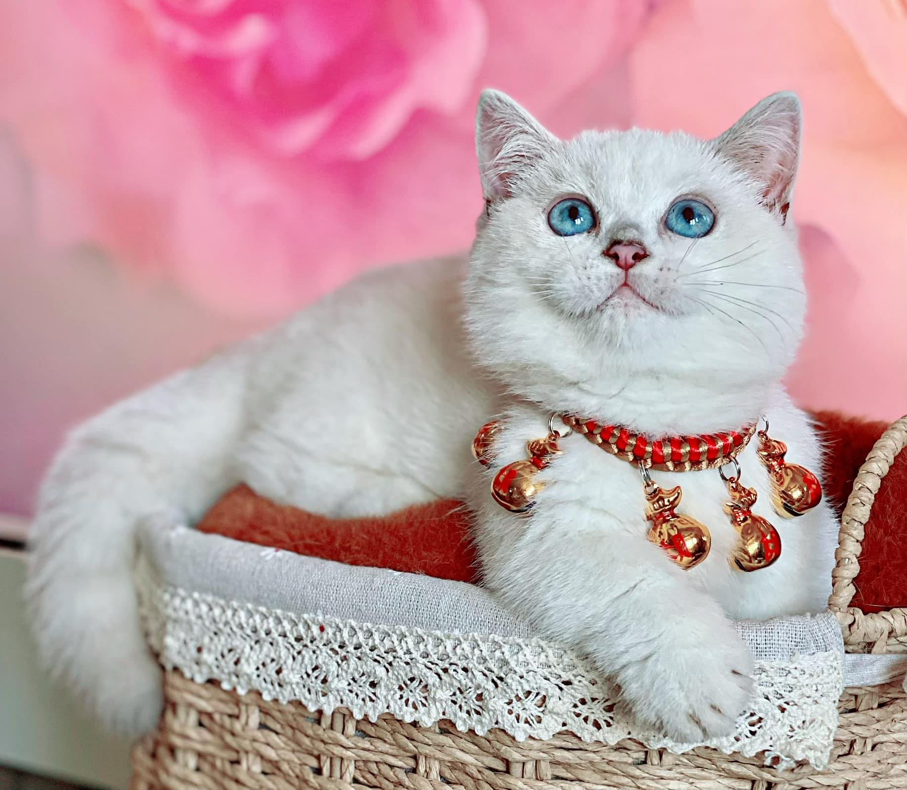 Khử mùi hôi chó mèo