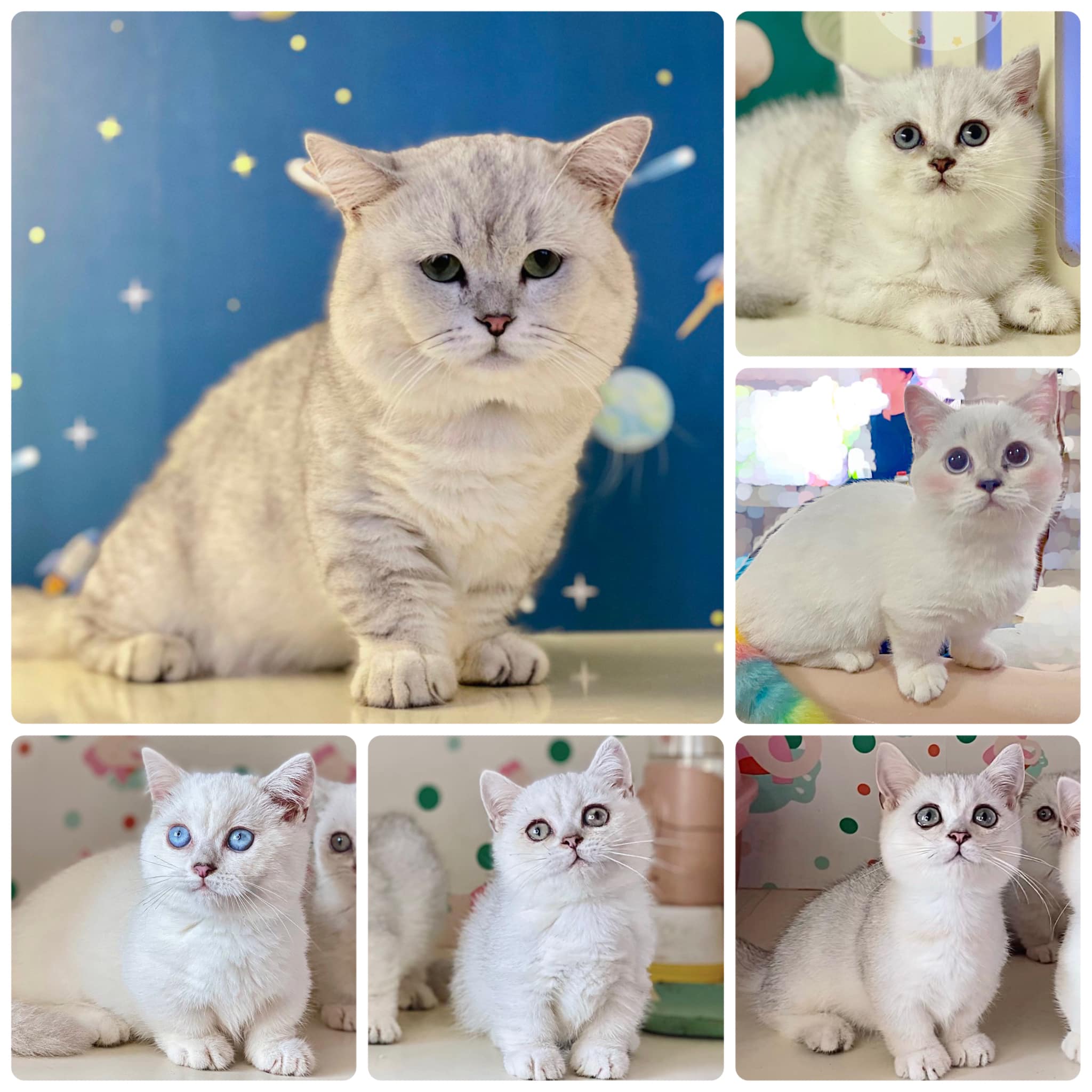 Phối giống mèo chân ngắn