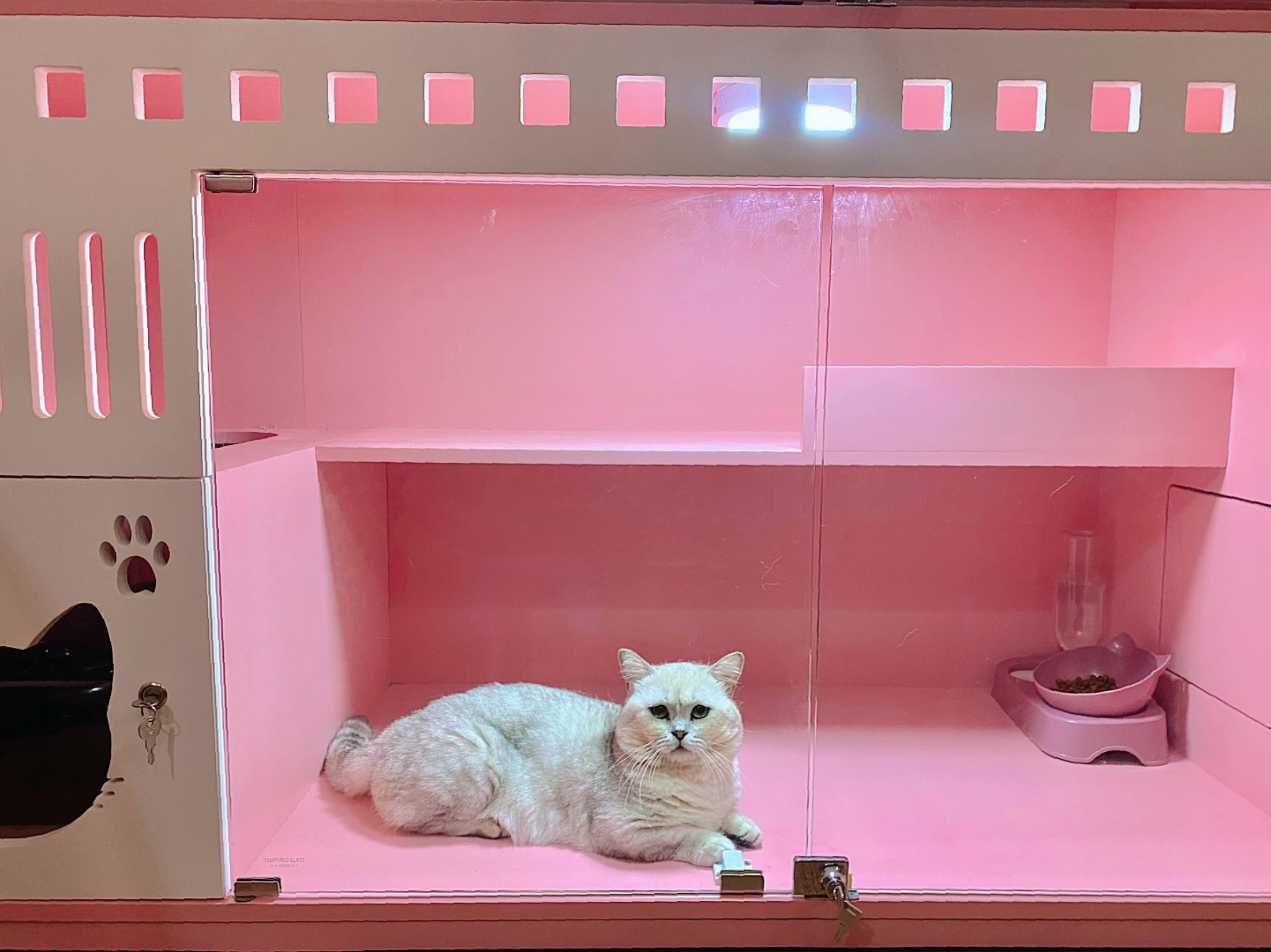 Phối giống mèo chân ngắn