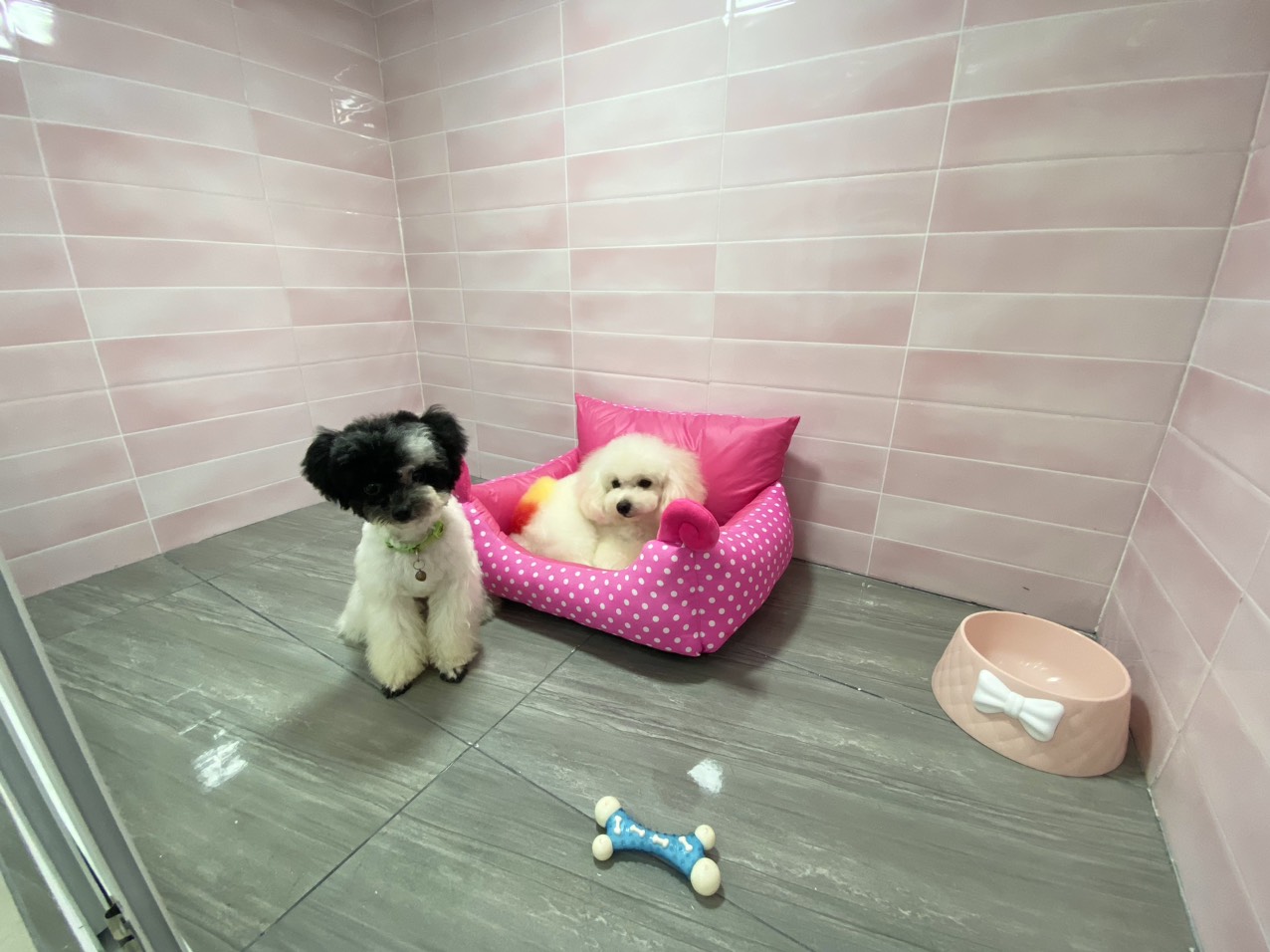 CHĂM SÓC CHU ĐÁO