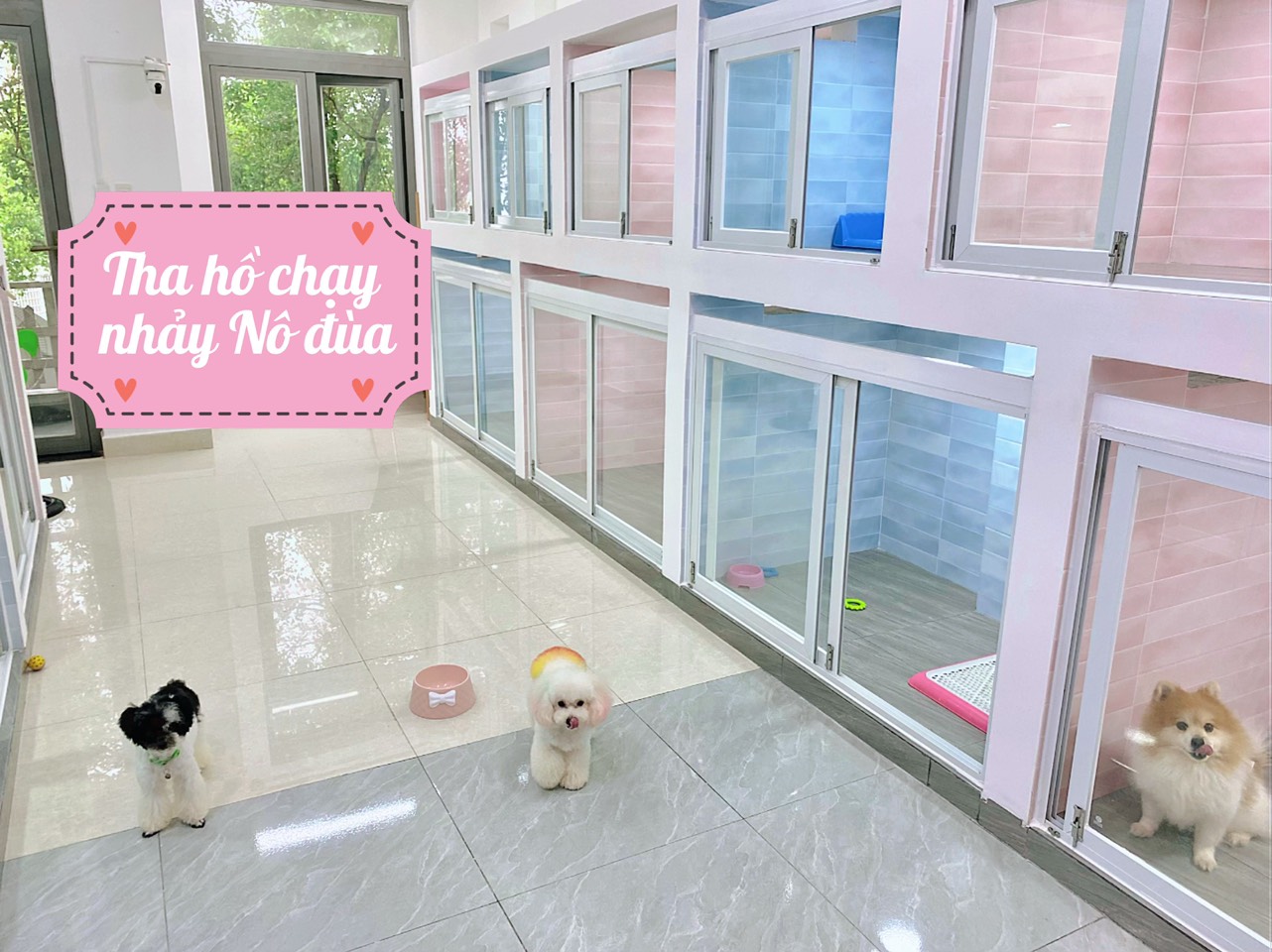 Khách sạn cho chó