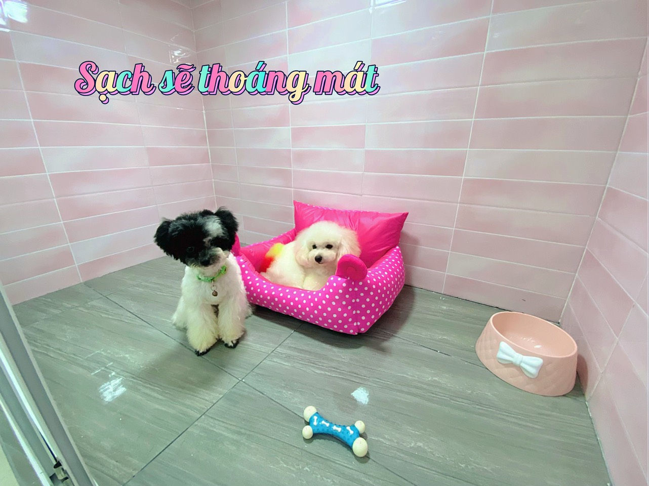 khách sạn cho chó