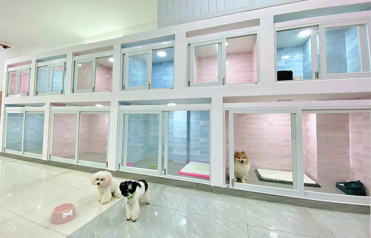 Dịch vụ trông giữ chó 5 sao