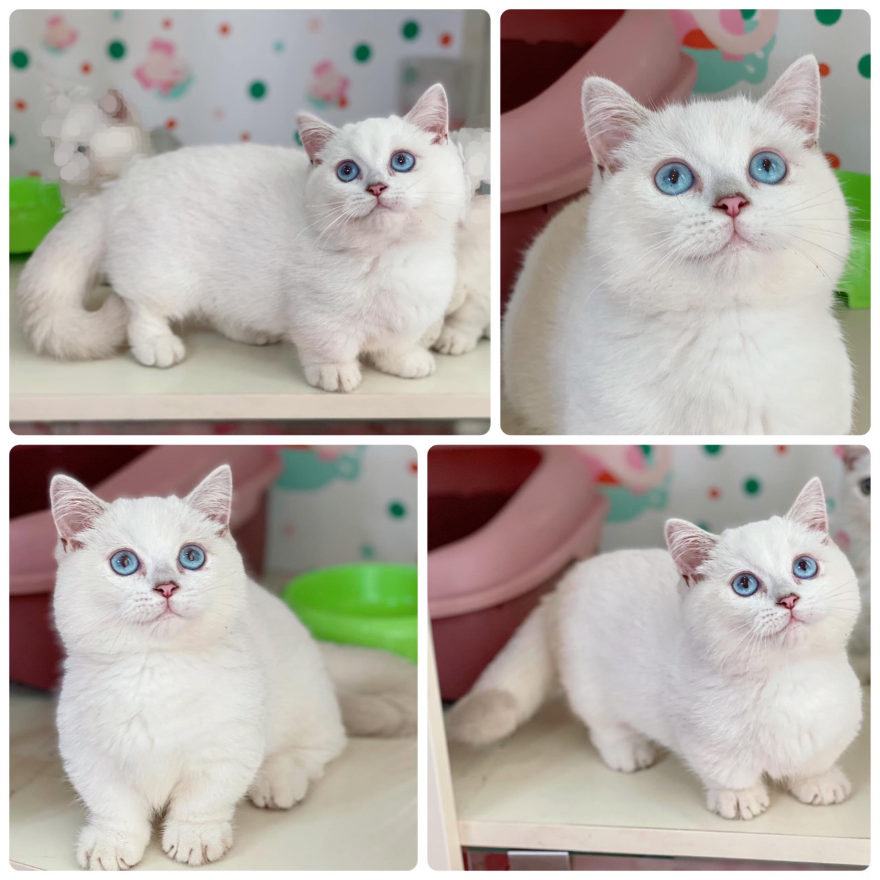 Những Điều Bạn Nên Biết Trước Khi Quyết Định Nhận Nuôi 1 Chú Mèo