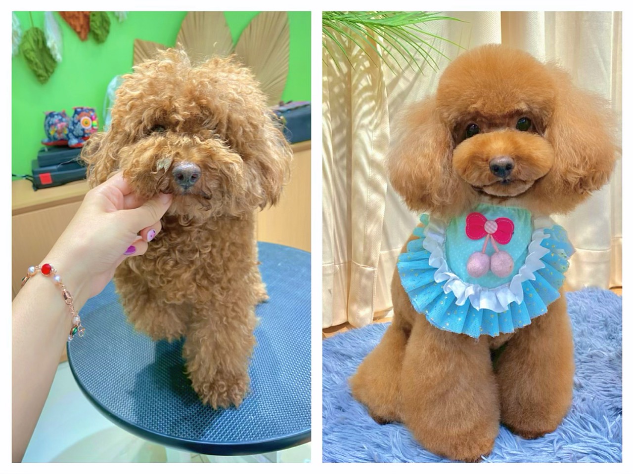 3 Cách phối giống chó một cách hiệu quả