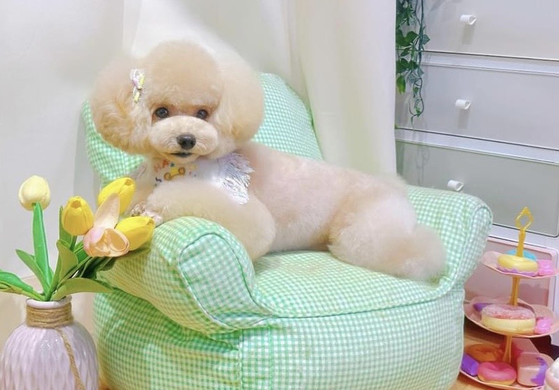 Chăm sóc thú cưng tại nhà