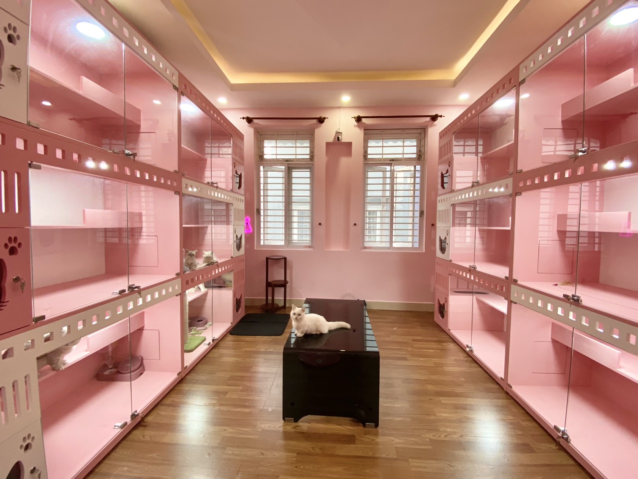 spa chó mèo quận 7