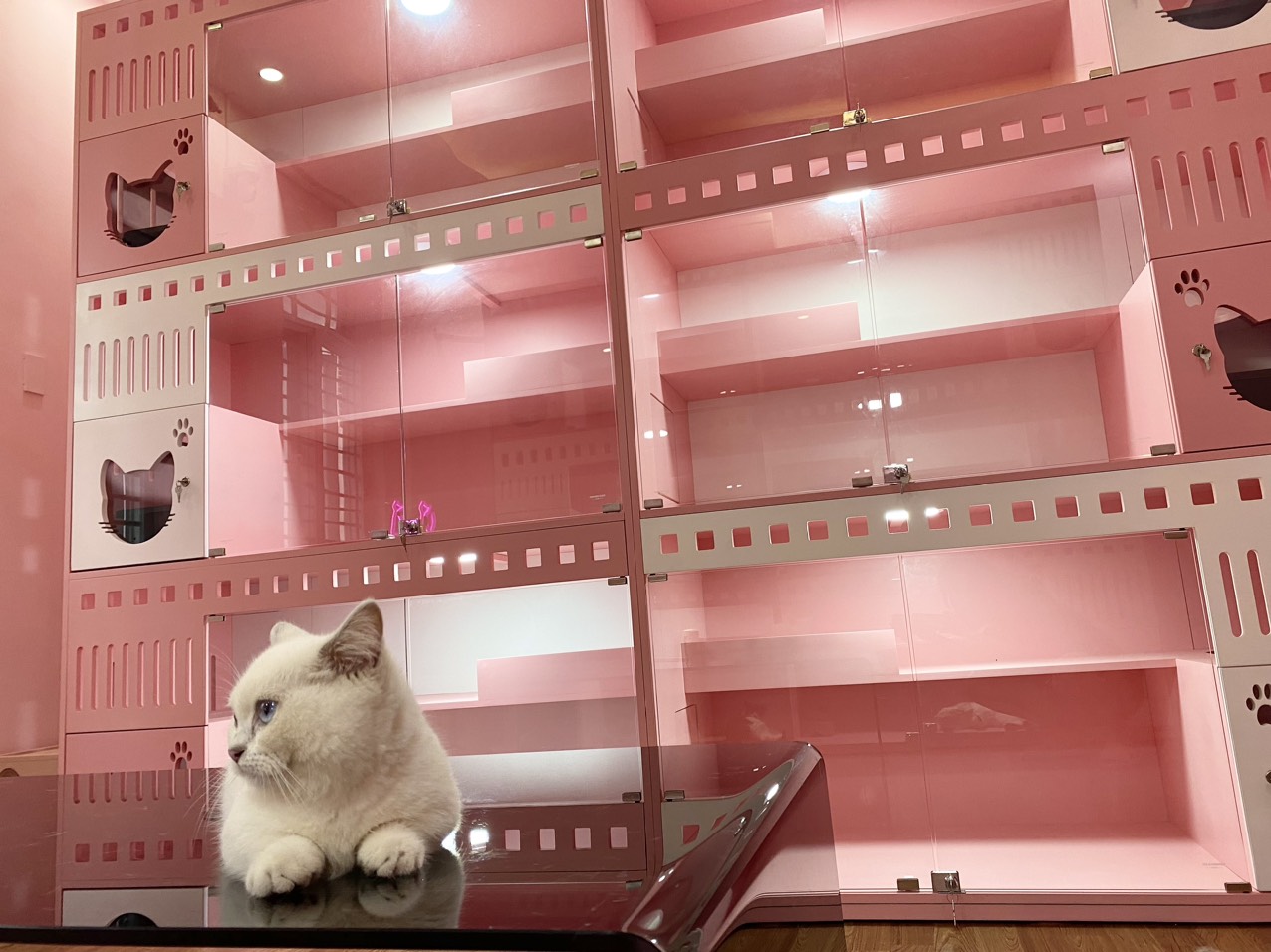 Những Điều Bạn Nên Biết Trước Khi Quyết Định Nuôi Mèo