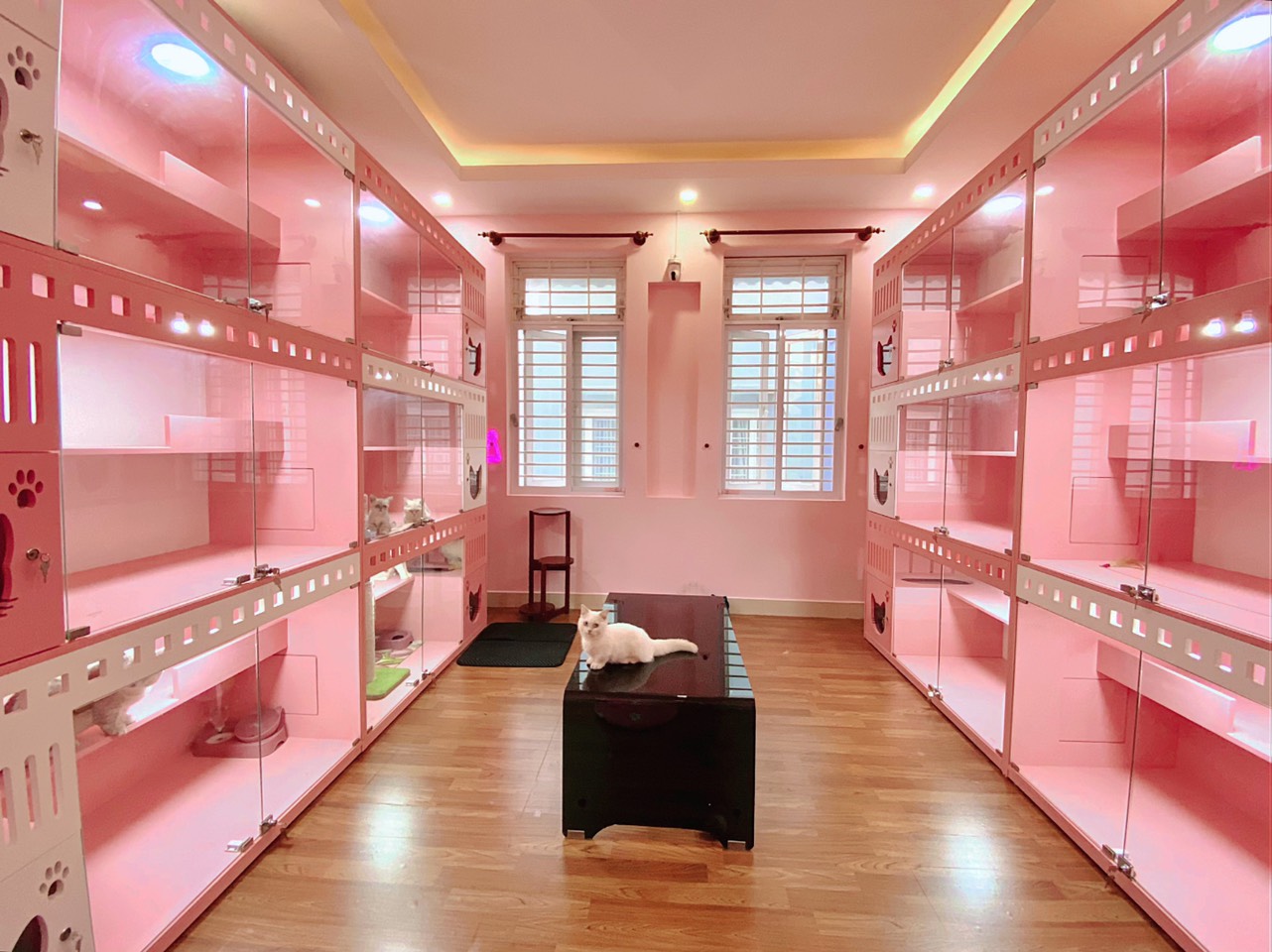 Khách sạn cho mèo