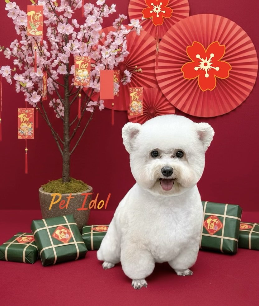 Top 3 Lý Do Chọn Petidol Shop – Nơi Chăm Sóc Toàn Diện Cho Thú Cưng Của Bạn