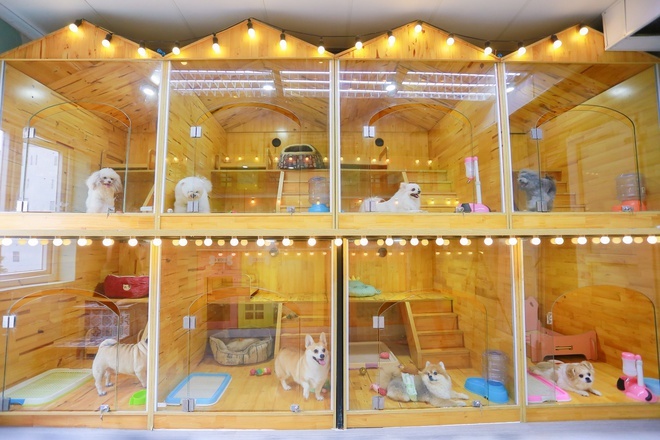 Khách sạn chó mèo