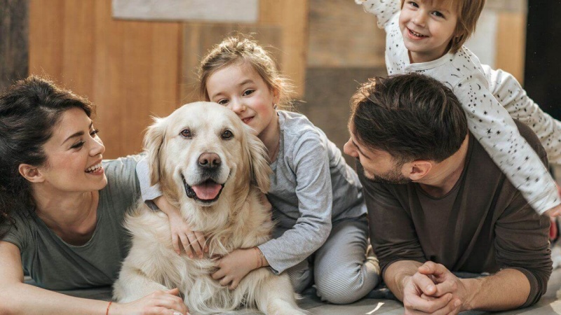 Chó đi ngoài ra giun có khả năng truyền bệnh cho con người