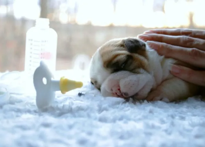 Chó uống sữa tươi được không? [A – Z] 2024