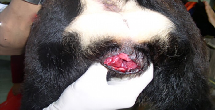 Chó bị chảy máu ở bộ phận sinh dục cái có nguy hiểm không?