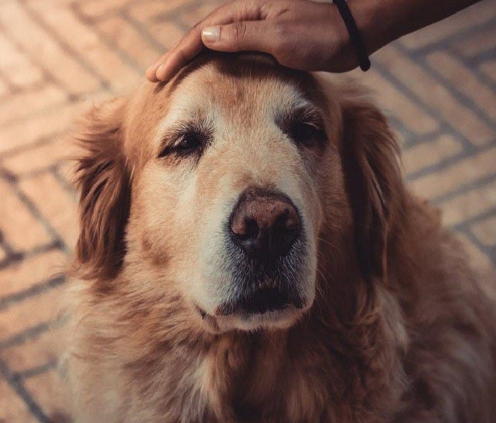 Chó bị chảy máu ở bộ phận sinh dục cái có nguy hiểm không?