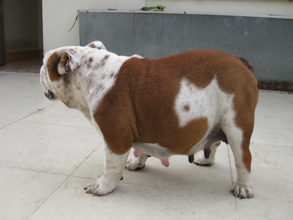 Chó mang thai bao lâu thì đẻ? Cách chăm sóc như nào sẽ tốt nhất