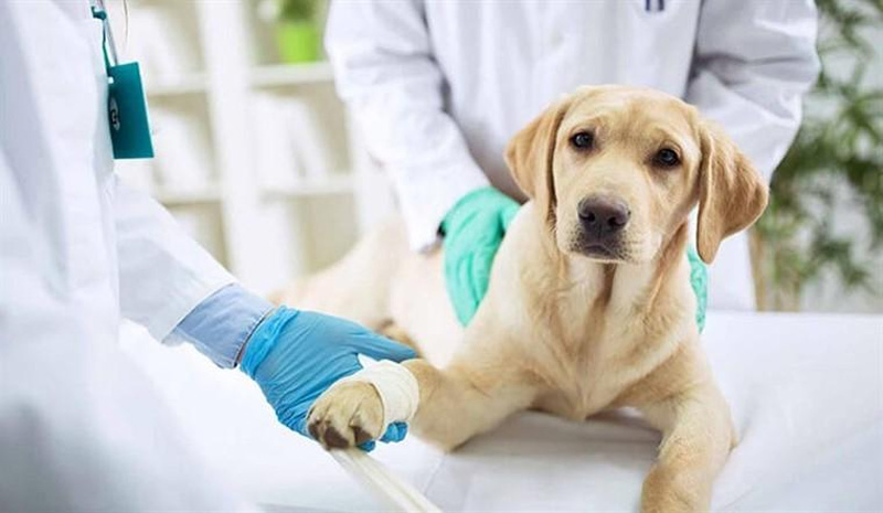 Có nên triệt sản chó đực không? Tác dụng và Lưu ý