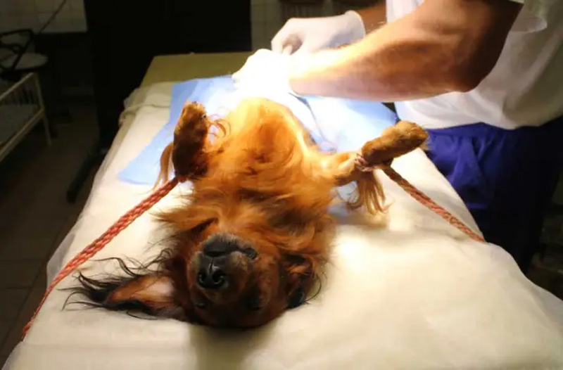 Có nên triệt sản chó đực không? Tác dụng và Lưu ý