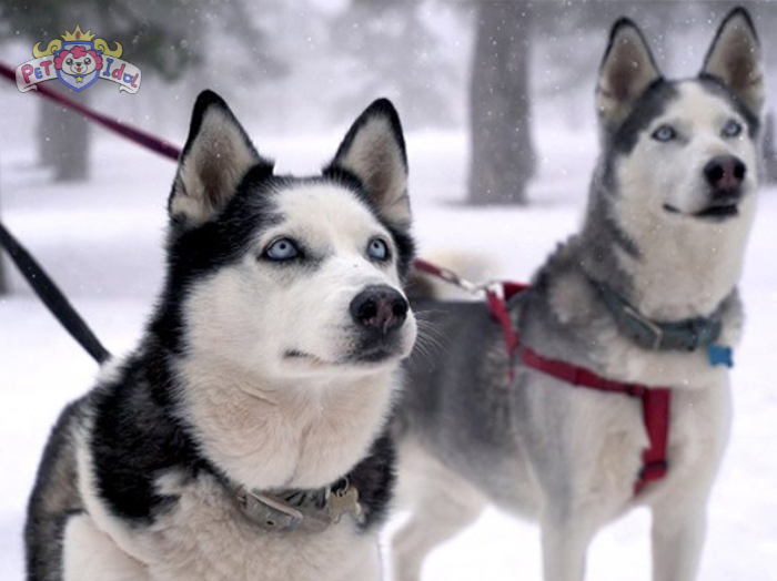 Cách nuôi chó Husky từ 1 đến 2 tháng tuổi