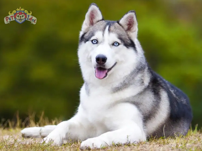 Cách nuôi chó Husky đã hơn 6 tháng tuổi