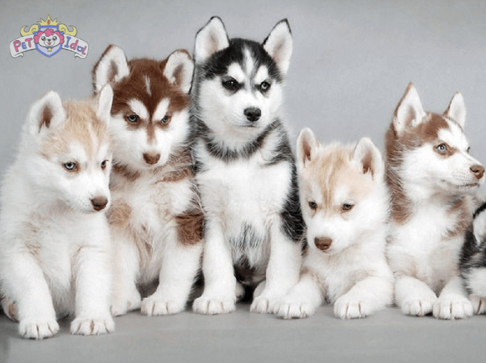 Hướng dẫn cách nuôi chó Husky dễ dàng được nhiều người áp dụng