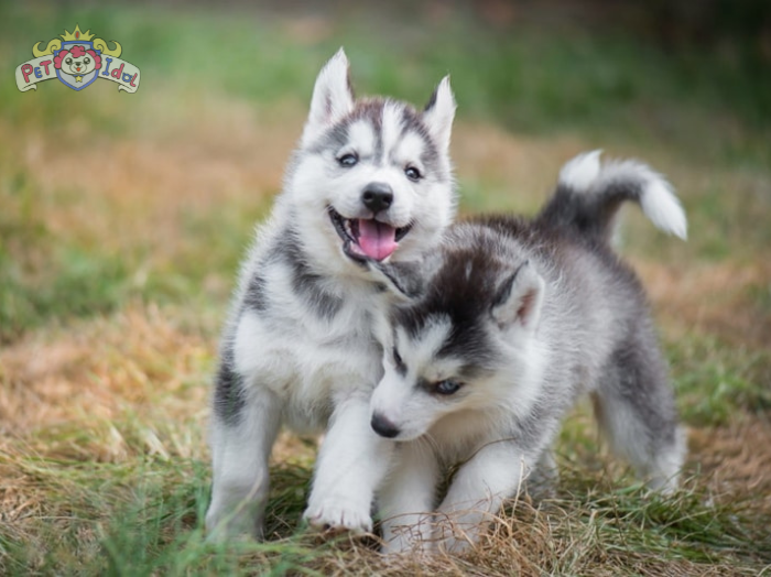 Hướng dẫn cách nuôi chó Husky dễ dàng được nhiều người áp dụng