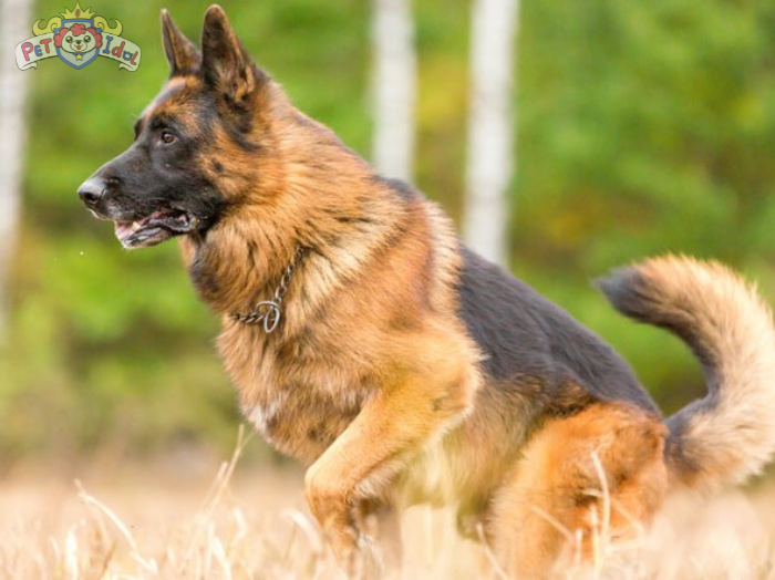 Cách nuôi chó Becgie cho người mới bắt đầu