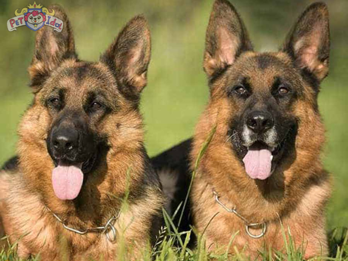 Cách nuôi chó Becgie cho người mới bắt đầu