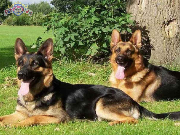 Cách nuôi chó Becgie cho người mới bắt đầu