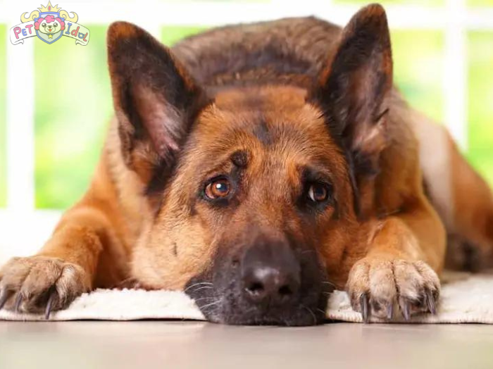 Cách nuôi chó Becgie cho người mới bắt đầu